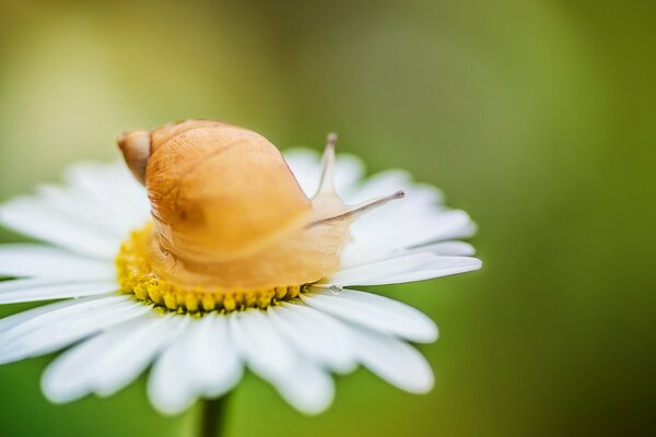 Snail on chamomile nature