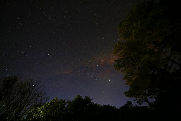 The Milky Way in the night starry sky against the background of trees