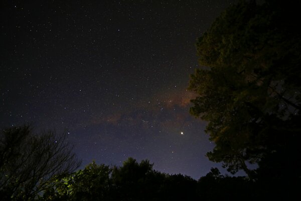 Voie lactée dans le ciel étoilé de nuit sur fond d arbres