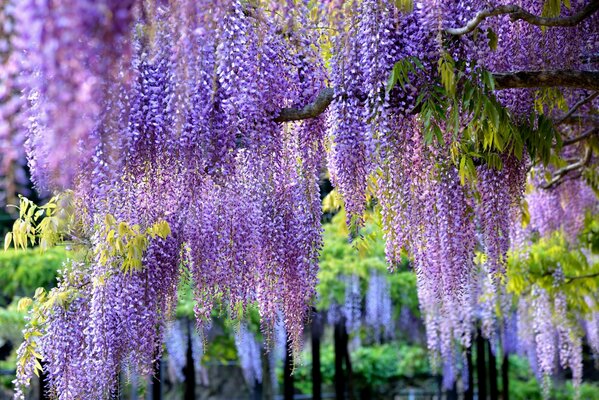 Hanging brushes of lilac wisteria