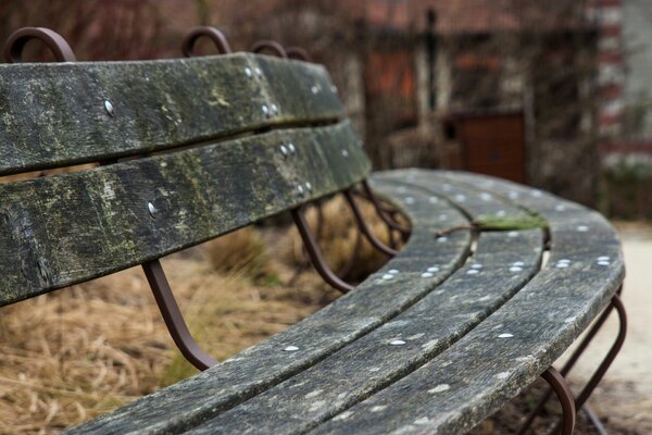 Vieux banc gris devant l herbe à poux