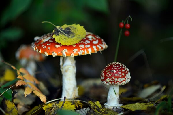 Autumn nature. Bright fly agarics