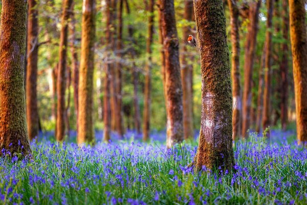 Forêt arbres bleu fleurs cloches