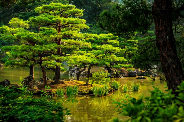 Jardín, árboles y estanque en Japón-Kioto