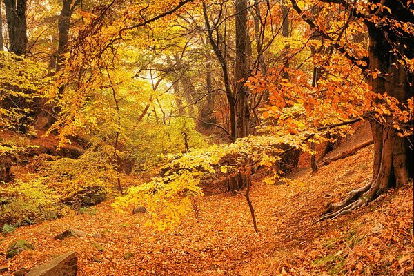 Goldener Herbst, schöner Wald