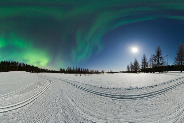 Winter forest under the Northern Lights