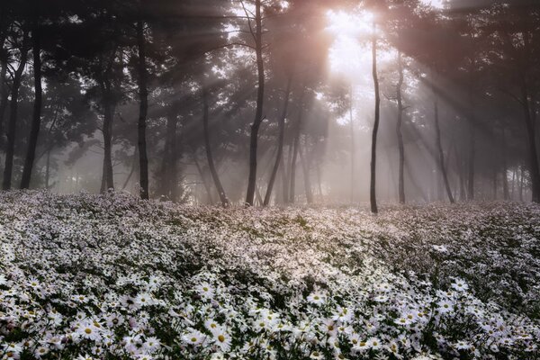 Paysage. fleurs blanches dans la forêt