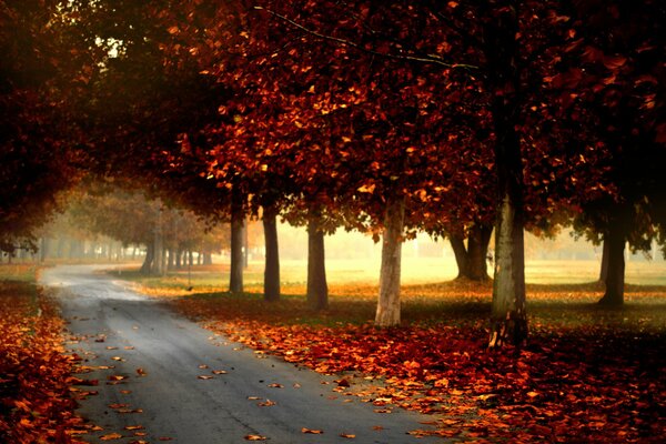 Дорога в красивую позднюю осень
