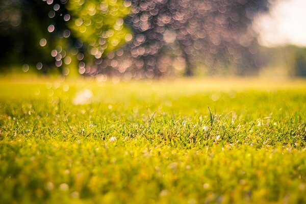 Rosée du matin sur l herbe verte