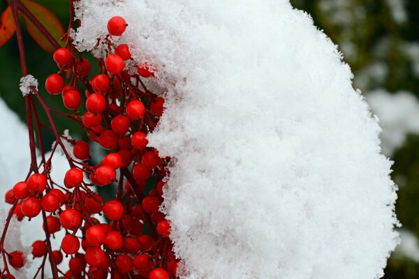 Schnee Zweig Eberesche rote Beere