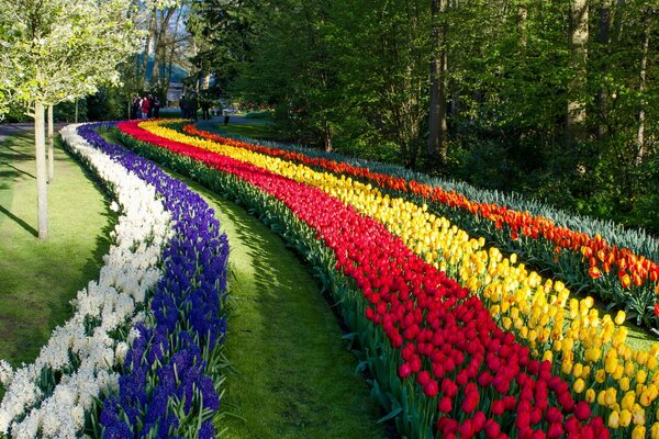 Parc des tulipes de Keukenhof aux pays-bas