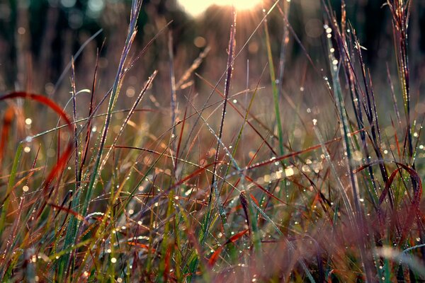 Rosée du matin sur l herbe de la forêt