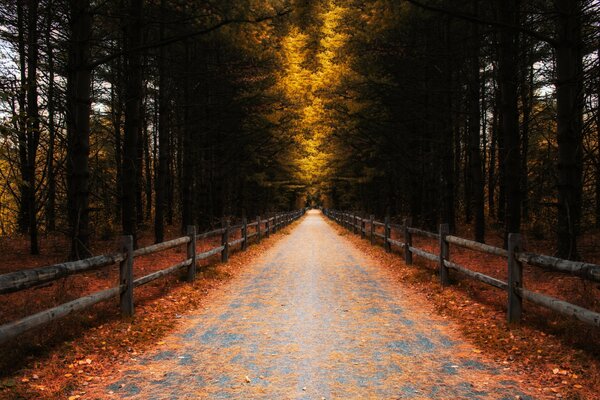 The autumn road going into the distance