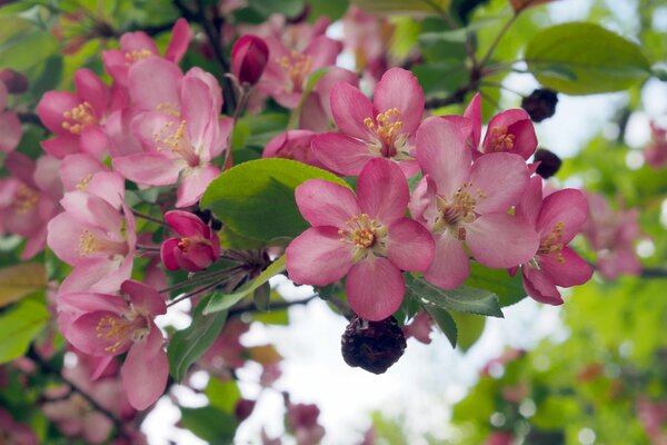 Ein Zweig mit Blumen eines blühenden Apfelbaums