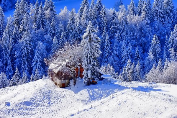 Casa en el bosque de invierno con un camino