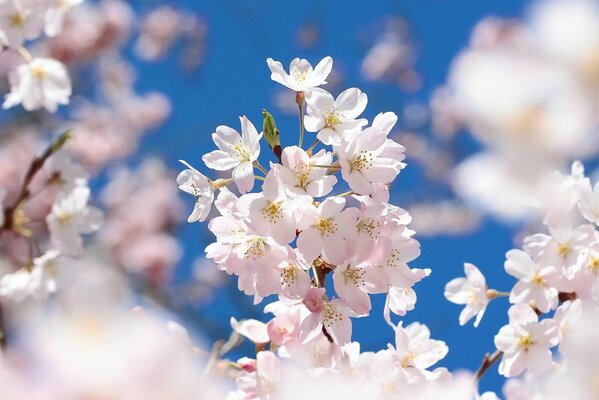 Sakura cherry blossom flower branch