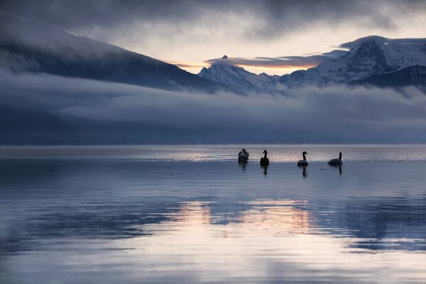 Wild swans on a winter lake