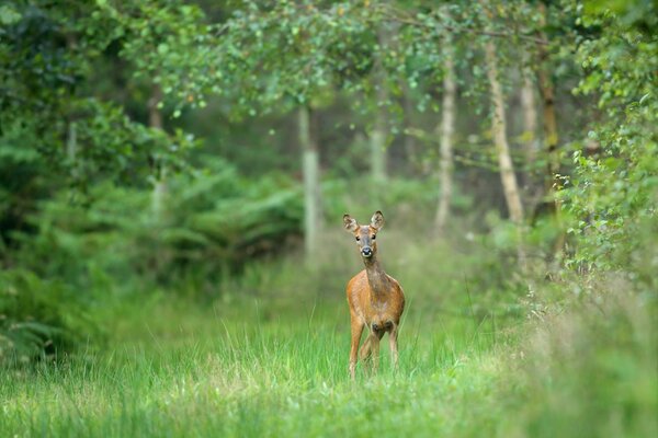 A frightened deer in the middle of the forest