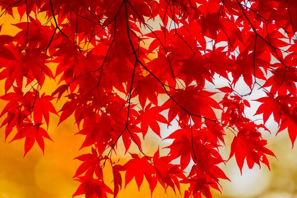 Autumn crimson foliage shines in the sun