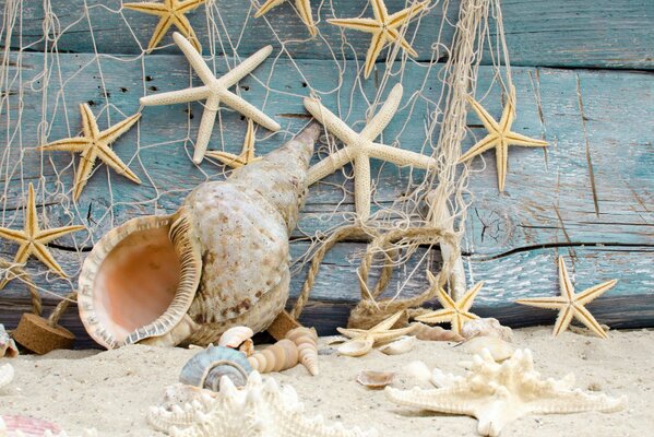 Starfish and Seashells on a sandy beach