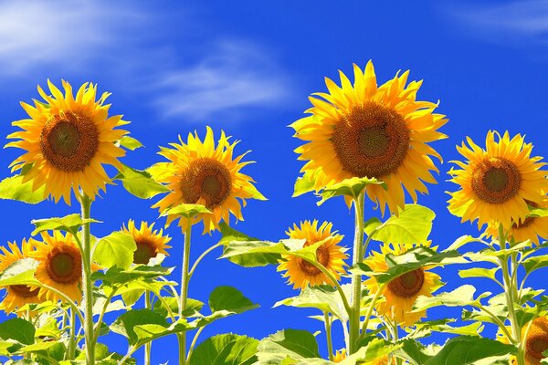 Tournesols jaunes sur fond de ciel bleu