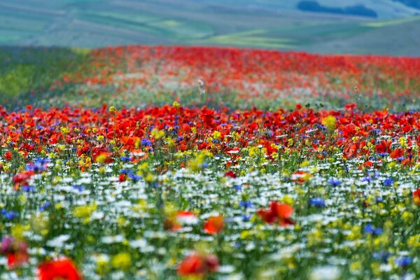 Wiesen, die mit hellen Farben übersät sind