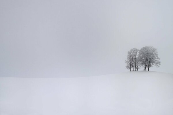 Silence blanc. Arbres sur fond de neige
