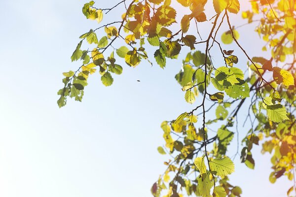 Blauer Himmel und Äste