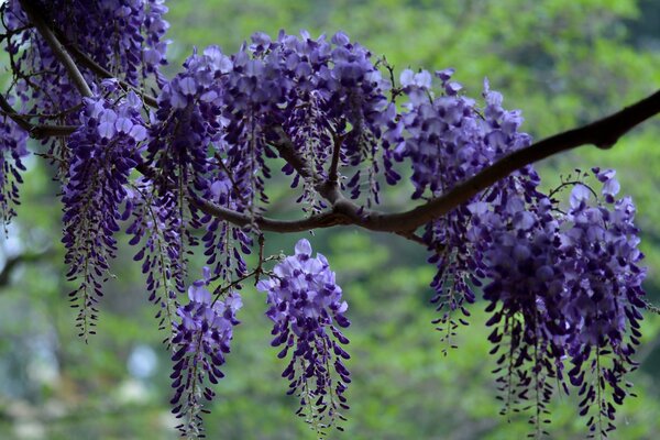 Wisteria branch. Lilac flowers