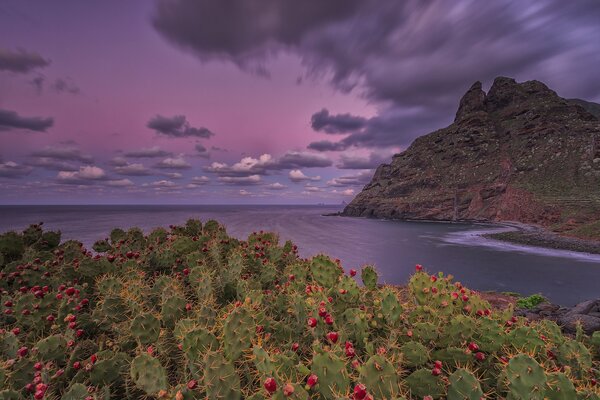 Fioritura di cactus nelle isole Canarie