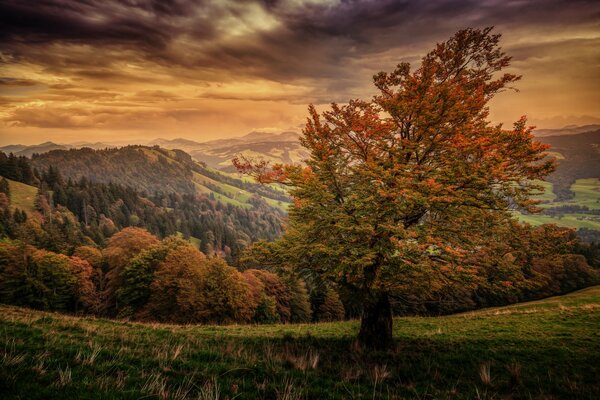 Herbstlandschaft Baum im Wald