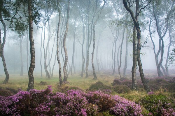 Bosque de abedul en la niebla