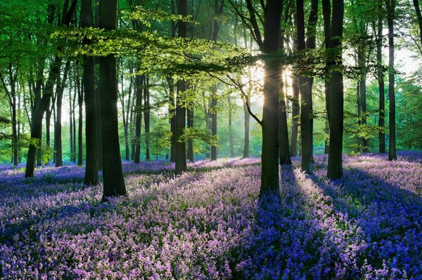 Bäume unter lila Blüten im Morgengrauen