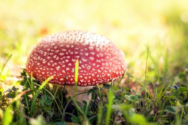 Champignon dangereux dans la forêt