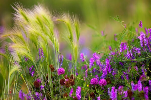 Flores de trébol silvestre de verano