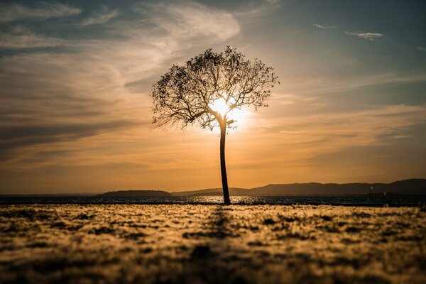 Campo di mattina e Paesaggio Albero