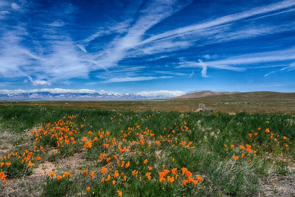 Pradera de amapola bajo el cielo azul