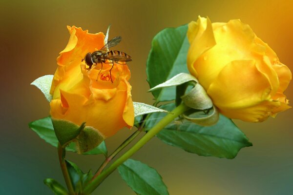 Una mosca sentada en una rosa amarilla