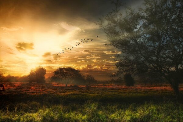 Trees sky sunset Birds Grass