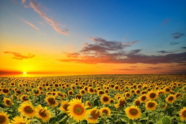 Dans le tournesol favori m a embrassé