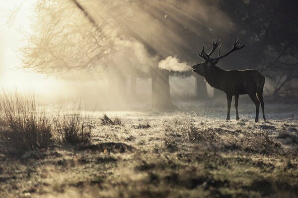 Hirsche im Morgenwald in der Sonne