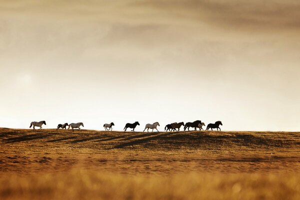 Herde von wilden Pferden in der Steppe