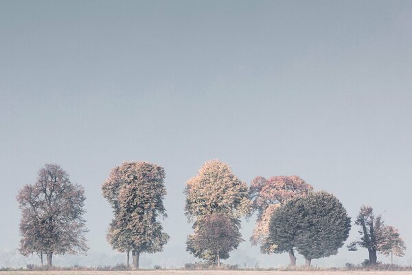 Poranna mgła spoczęła na drzewach