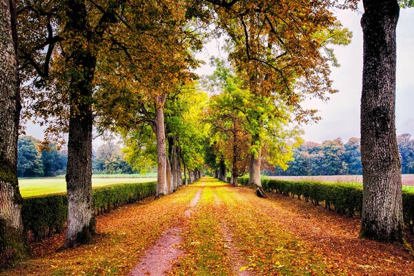 Route d automne parmi les arbres