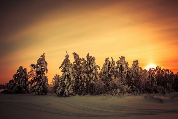 Hermosa puesta de sol sobre el bosque de invierno