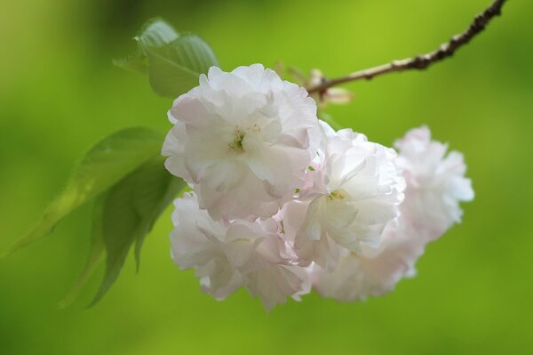 Cherry blossoms and cherry blossoms