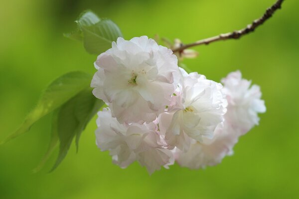Цветение сакуры и вишни