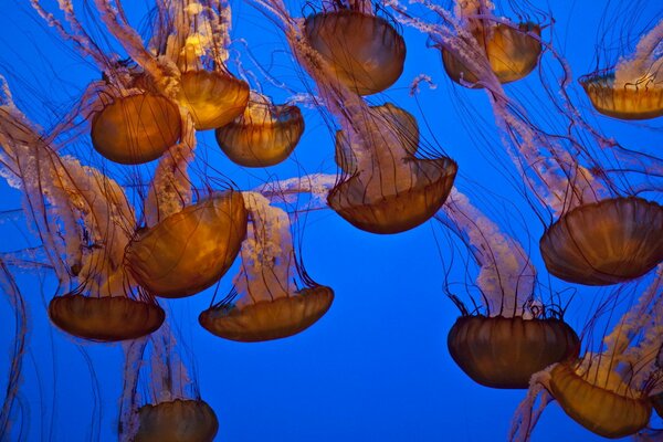 Monde sous-marin. Méduses dans l océan