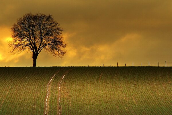 Ein einsamer Baum im Feld