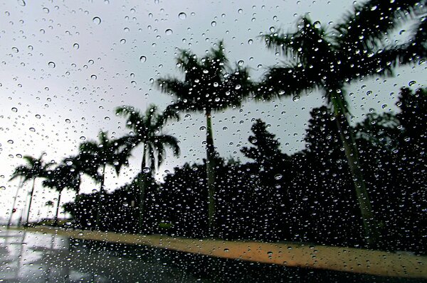 Palmeras en la playa con gotas de lluvia